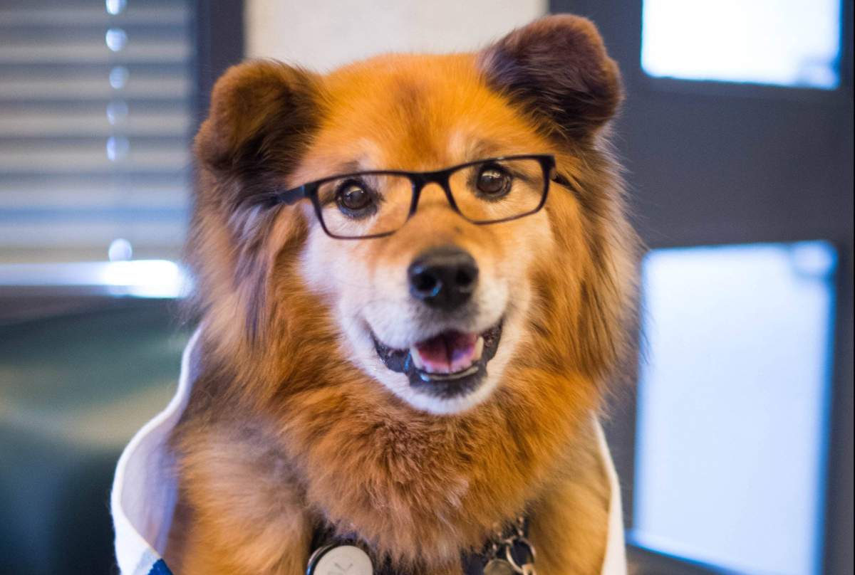 Rusty the dog.