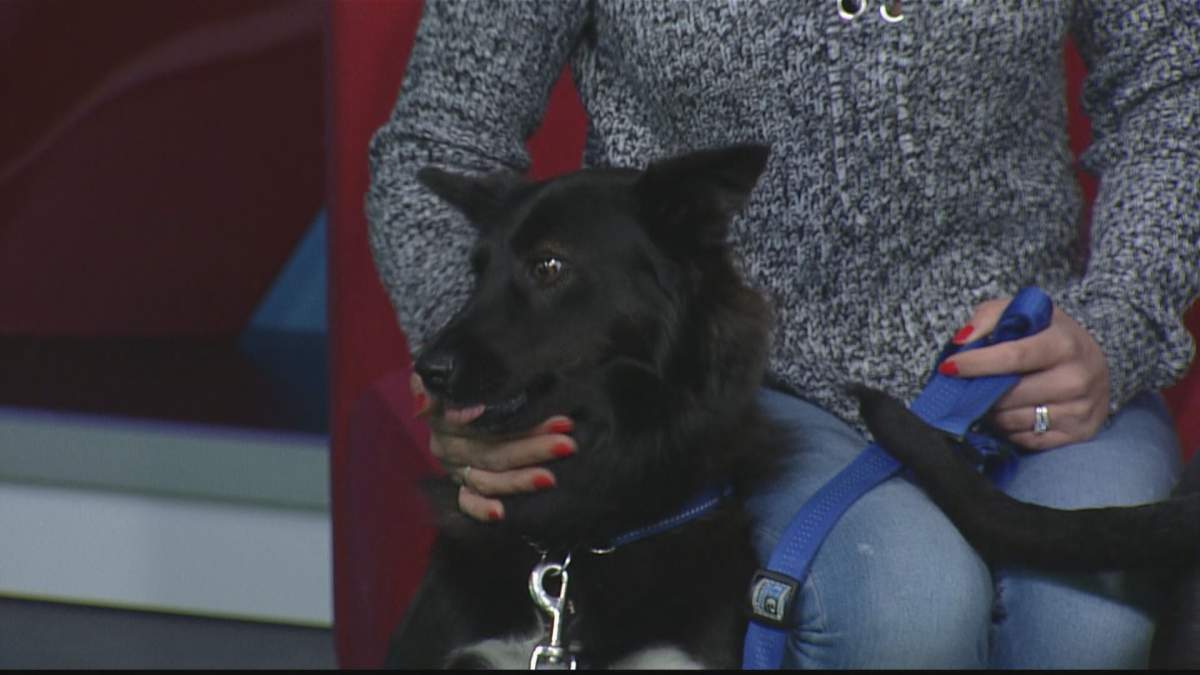 Becky is looking for her new home.