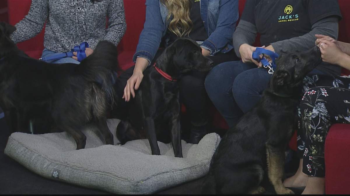 Sadie came to Global Winnipeg for the latest edition of Adopt A Pal.