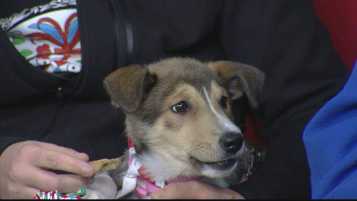 Frankie is looking for a new home and appeared on the latest edition of Adopt A Pal.