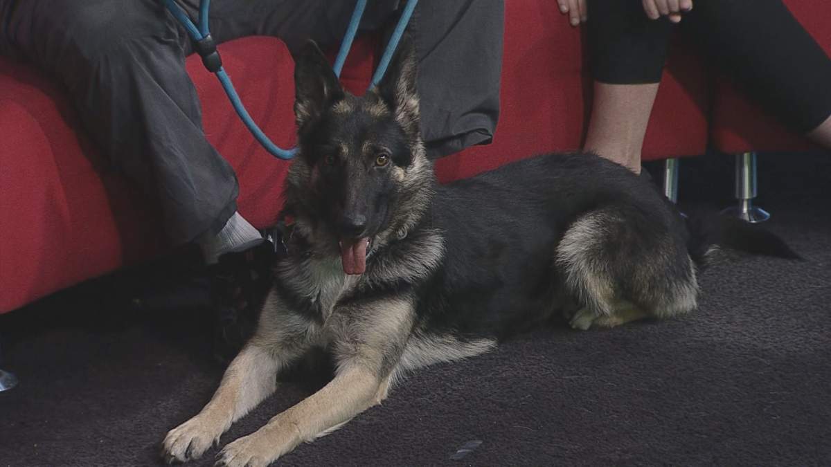 Angel joins Global News Morning for the latest edition of Adopt A Pal.
