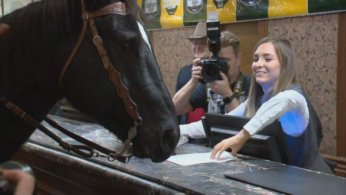 Tuffy the horse checks in at an Edmonton hotel as part of the 2018 Grey Cup Festival.