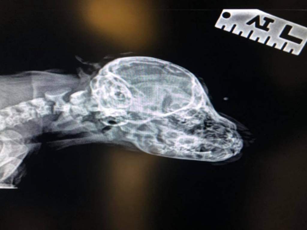 Narwhal’s x-ray shows that his forehead tail has no bone structure, meaning it won’t need to be removed.