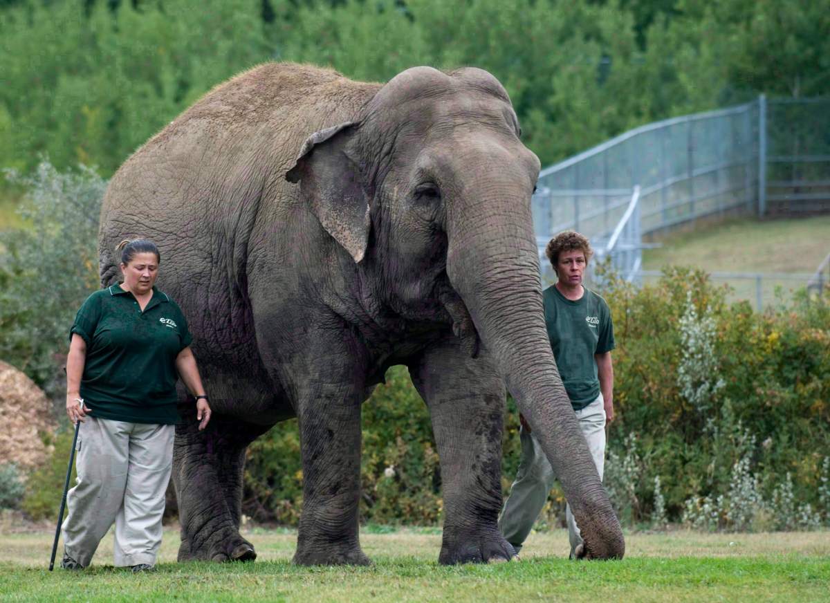 Lucy the elephant walks with her handlers at Edmonton's River Valley Zoo on September 17, 2009.  