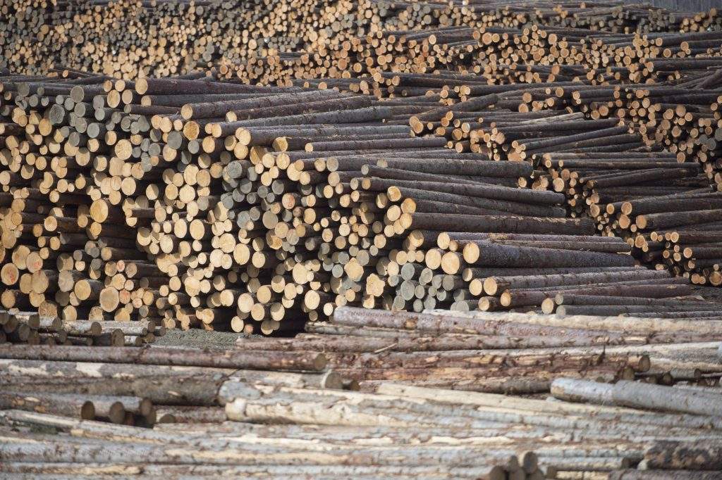 Several pulp and saw mills have closed across the province this year, forcing thousands out of a job.