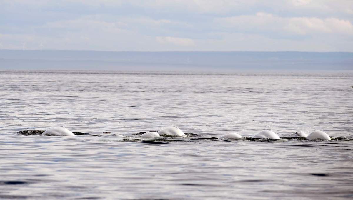 Beluga whales swim in front of Tadoussac Que. Aug. 15, 2014. 