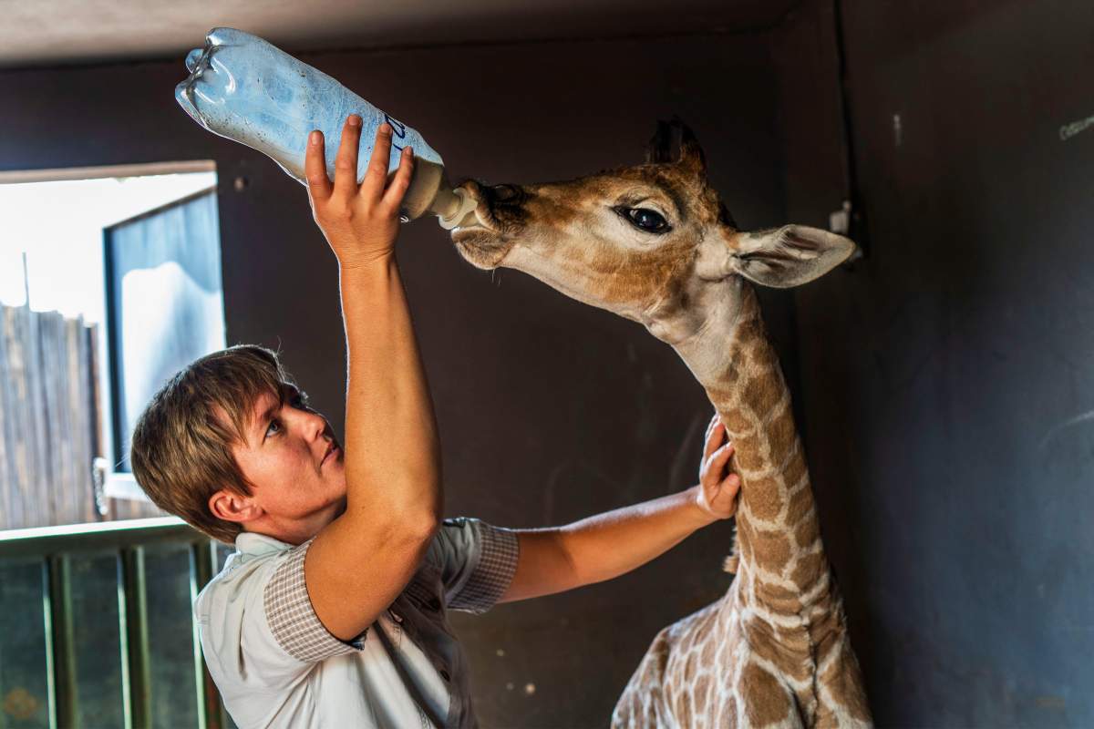 In this Friday Nov 22, 2019 file photo, Janie Van Heerden feeds Jazz, a nine-day-old giraffe at the Rhino orphanage in the Limpopo province of South Africa.
