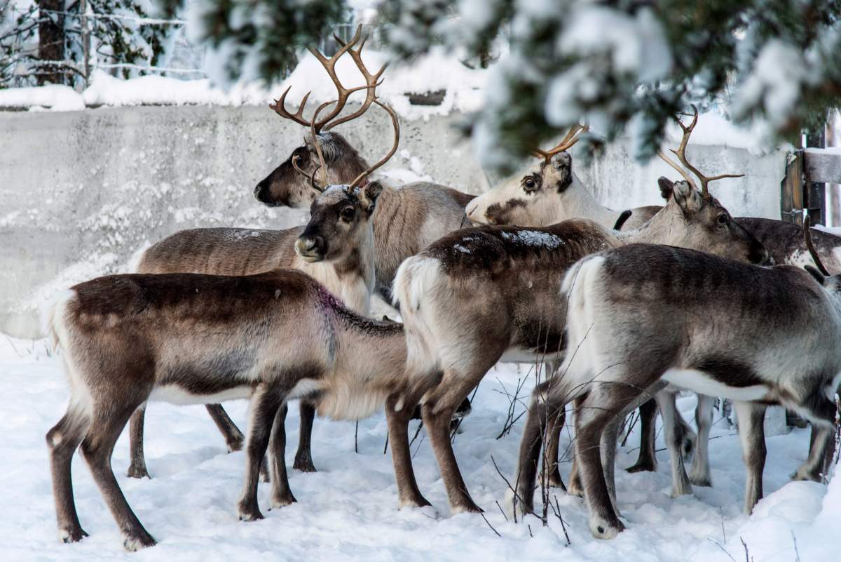 In this Nov. 30. 2019 photo, reindeer in a corral at Lappeasuando near Kiruna await to be released onto the winter pastures.
