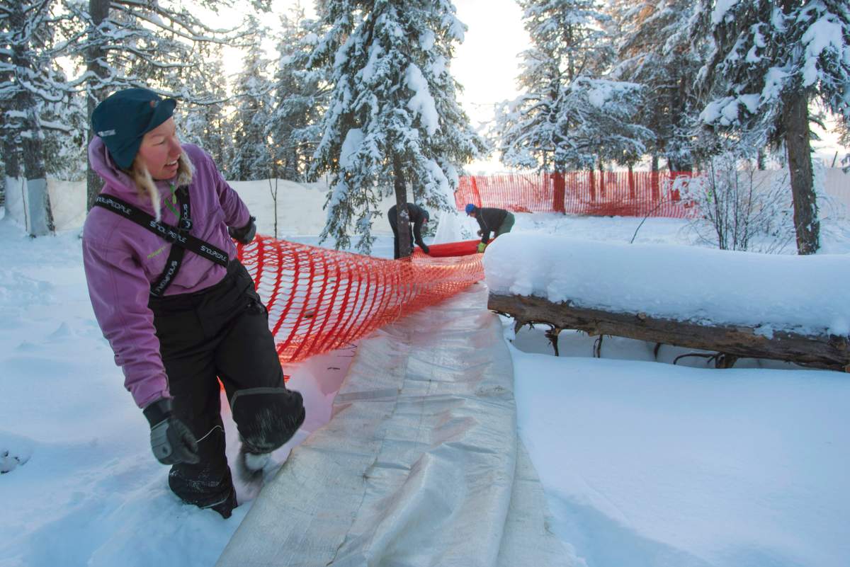 In this Nov. 26, 2019 photo, Sanna Vannar sets up a barrier in the corral outside Jokkmokk to help them load the reindeer onto a truck for transportation to the winter pastures.