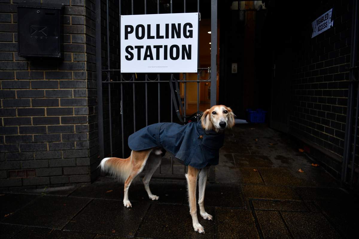 A dog waits at a polling station during the general elections in north London, Britain, 12 December 2019. Britons go to the polls on 12 December 2019 in a general election to vote for a new parliament.