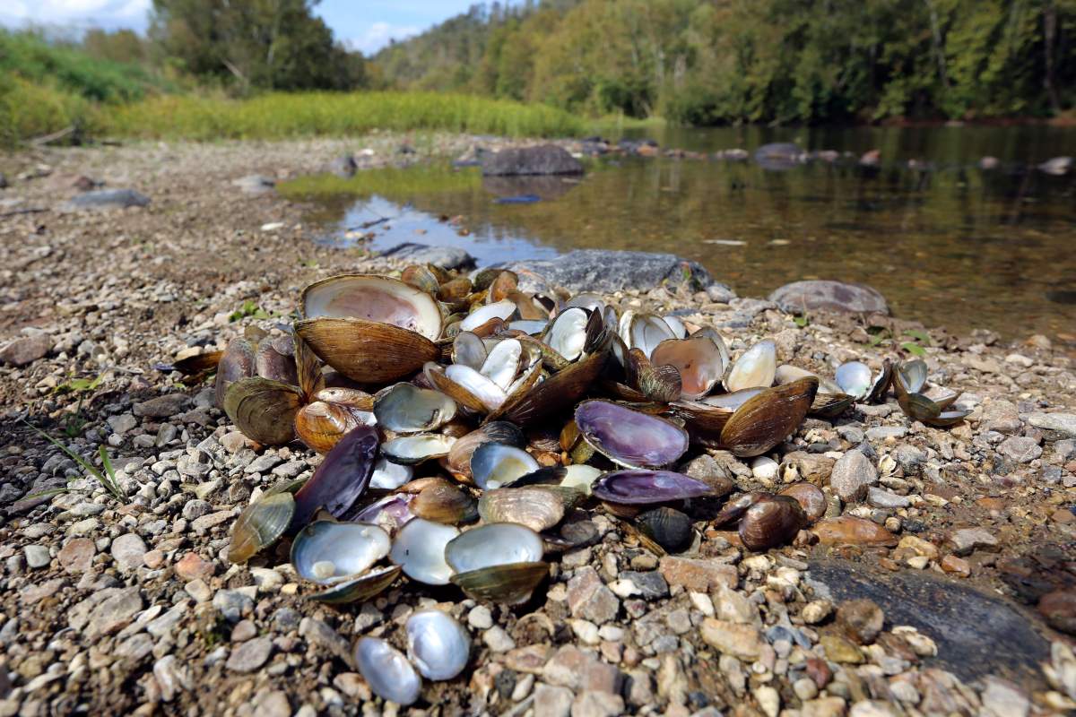In this Oct. 17, 2019, photo provided by the U.S. Fish and Wildlife Service, a pile of recently dead freshwater mussels are piled along the shore of the Clinch River near Wallen Bend, Tenn.