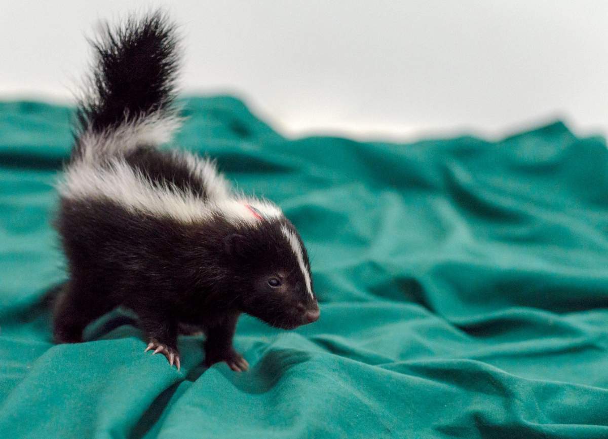 AIWC helps Alberta’s injured, orphaned, and oiled wildlife, small and large, from hummingbirds to moose calves.