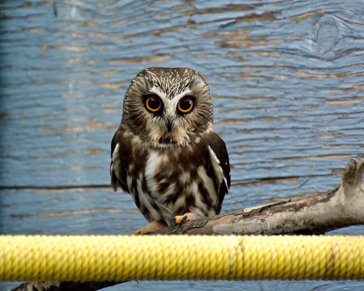 AIWC is an accredited vet clinic specifically dedicated to admitting injured and orphaned wildlife, like this northern saw-whet owl that was rescued after being hit by a car.