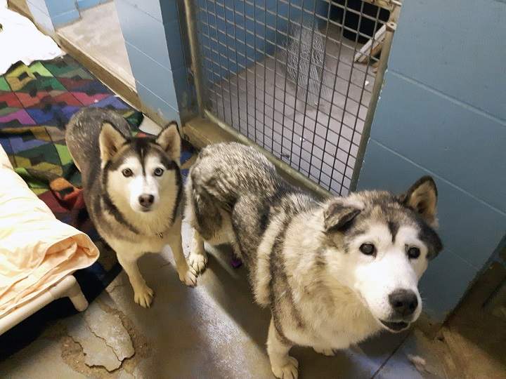 The two adult dogs that were surrendered to the B.C. SPCA.
