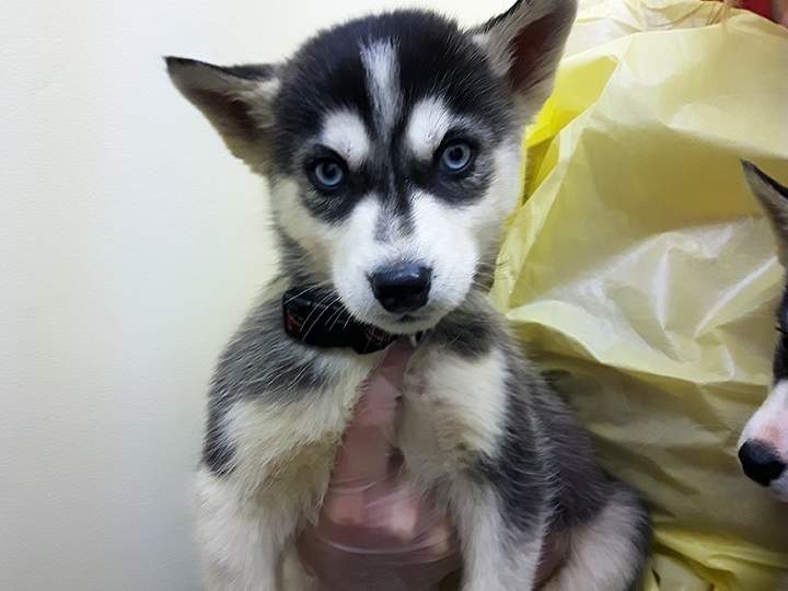 One of the 17 husky puppies that was surrendered to RCMP and animal control officers.