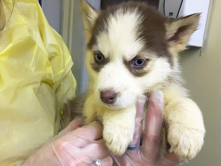 The B.C. SPCA is asking for donations to help with the dogs’ care.