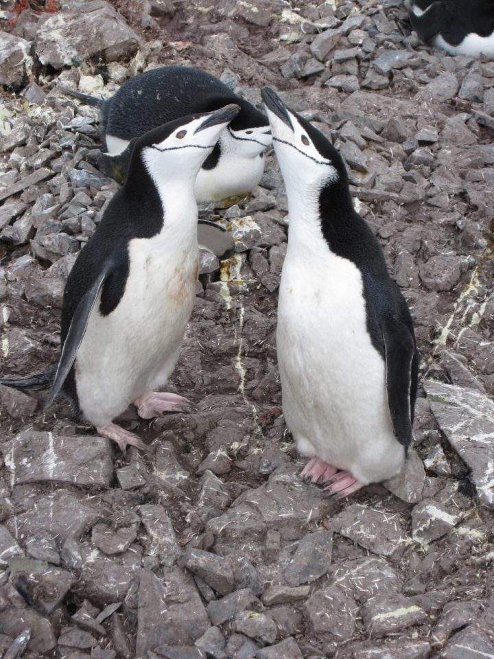 Climate change and overfishing have resulted in decreased chinstrap penguin populations, a new paper found.