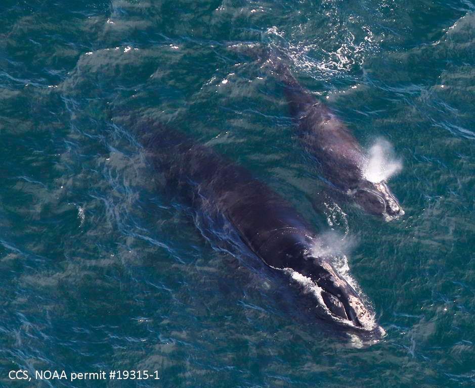 In this Thursday, April 11, 2019, photo provided by the Center for Coastal Studies, a baby right whale swims with its mother in Cape Cod Bay off Massachusetts.