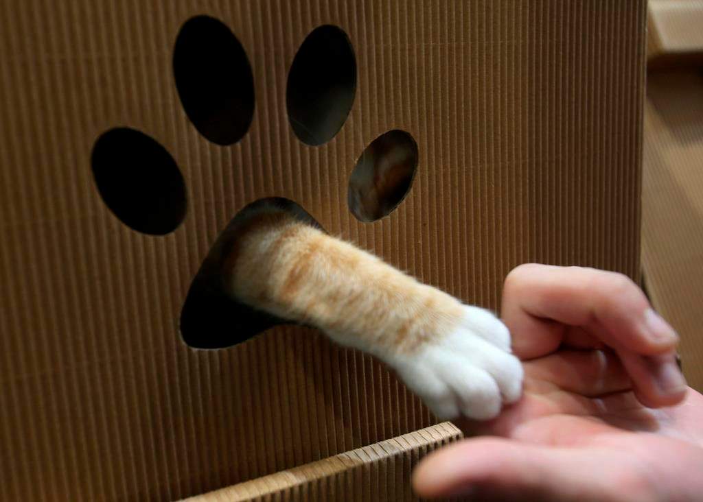 Port Hope Police are investigating an incident of animal cruelty involving a cat.
