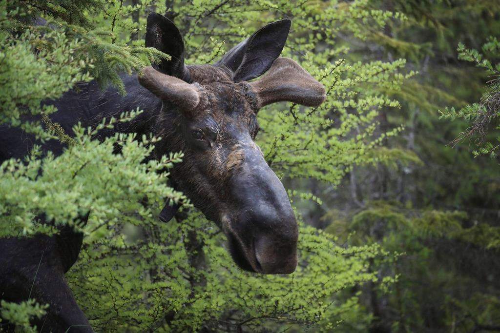 In this May 31, 2018 file photo, a bull moose walks through the Umbagog National Wildlife Refuge in Wentworth's Location, N.H.