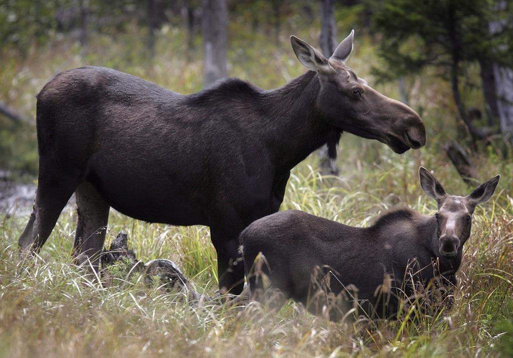 Moose graze in Franconia, N.H. in an Aug.21, 2010.