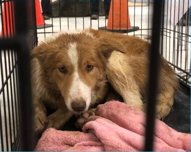 An image featured on the donation page for the 35 rescued dogs. 