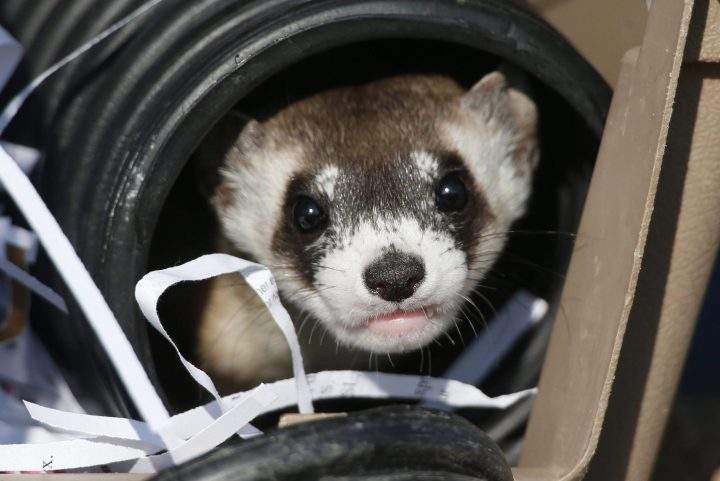 File - In this Monday, Oct. 5, 2015, file photo, a black-footed ferret looks out of a crate used to take it to a site to be let loose during a release of 30 of the animals by the U.S. Fish and Wildlife Service at the Rocky Mountain Arsenal National Wildlife Refuge in Commerce City, Colo. Dozens of slinky, ferocious and rare ferrets are settling in and making babies at a wildlife refuge outside Denver one year after they were released there.
 (AP Photo/David Zalubowski, File).