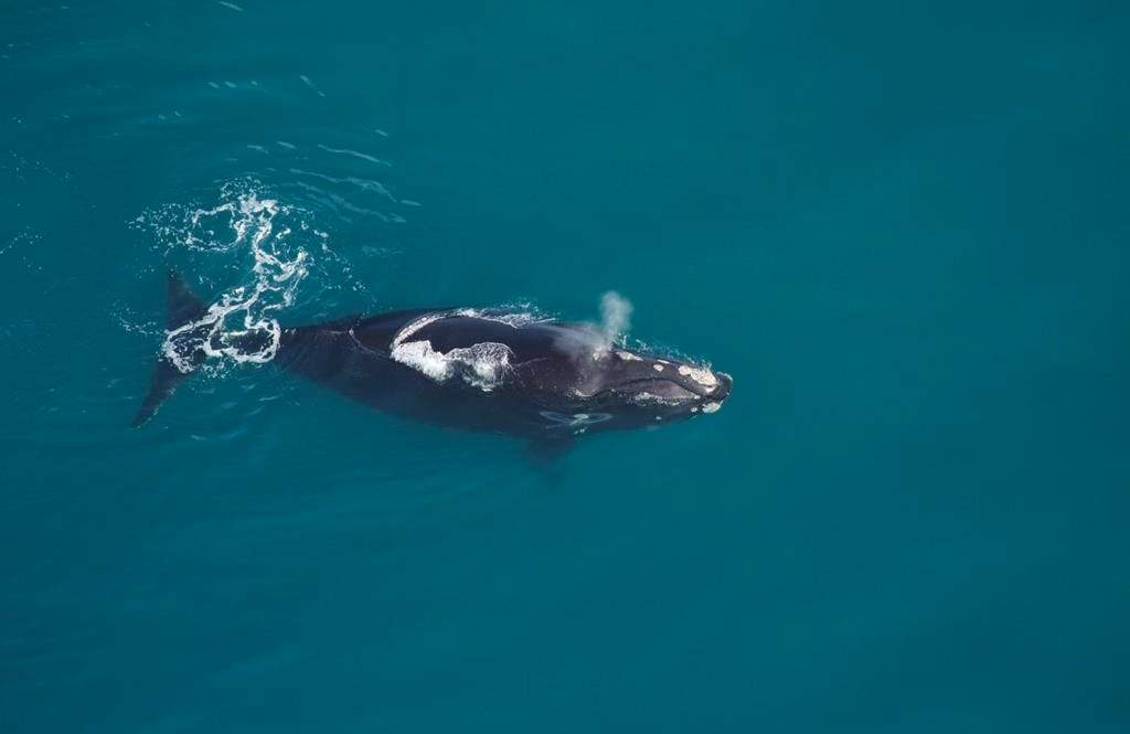 The first calf of the 2019-2020 season, and right whale #3560's first calf, was found dead off the coast of New Jersey.
