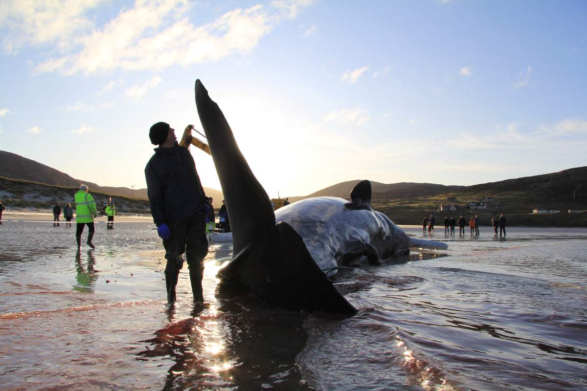 Workers examine the whale during the necropsy.