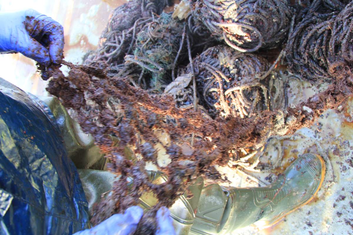 (All photos courtesy: Scottish Marine Animals Stranding Scheme)