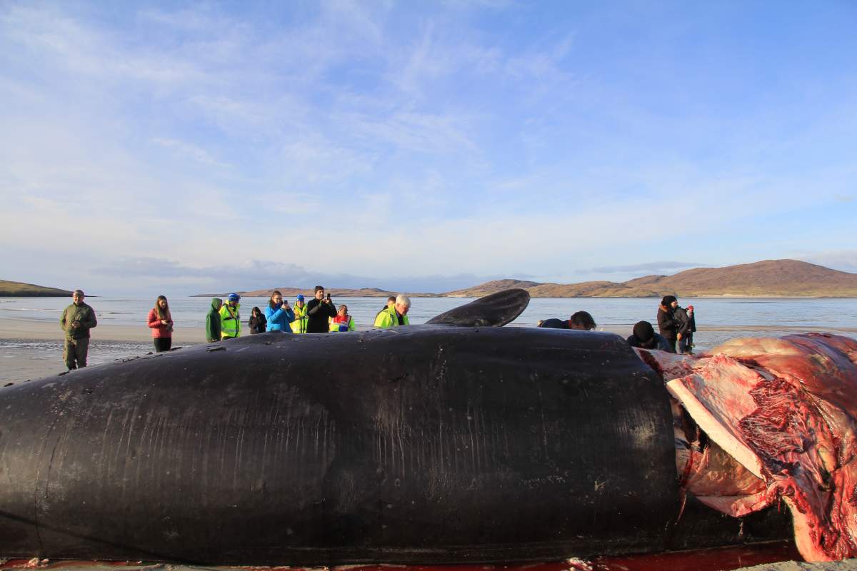 ‘Litter ball’ weighing over 220 pounds found inside whale’s stomach in Scotland - image