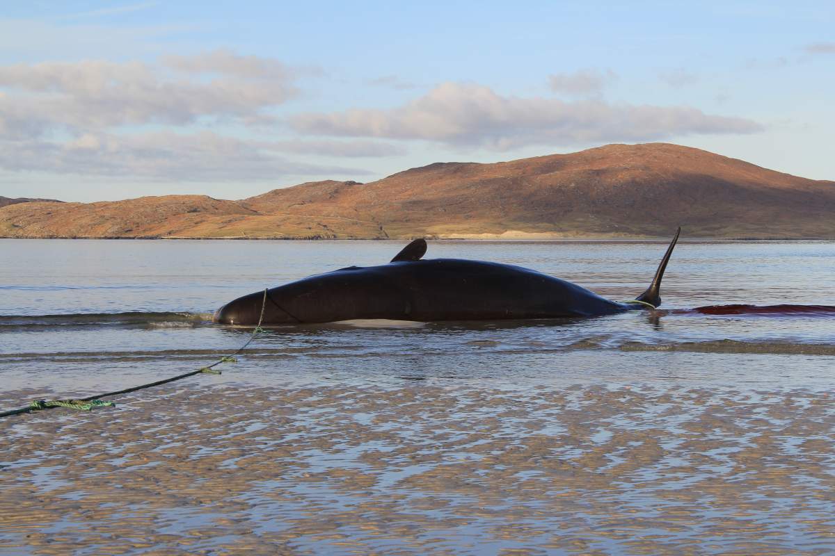 ‘Litter ball’ weighing over 220 pounds found inside whale’s stomach in Scotland - image
