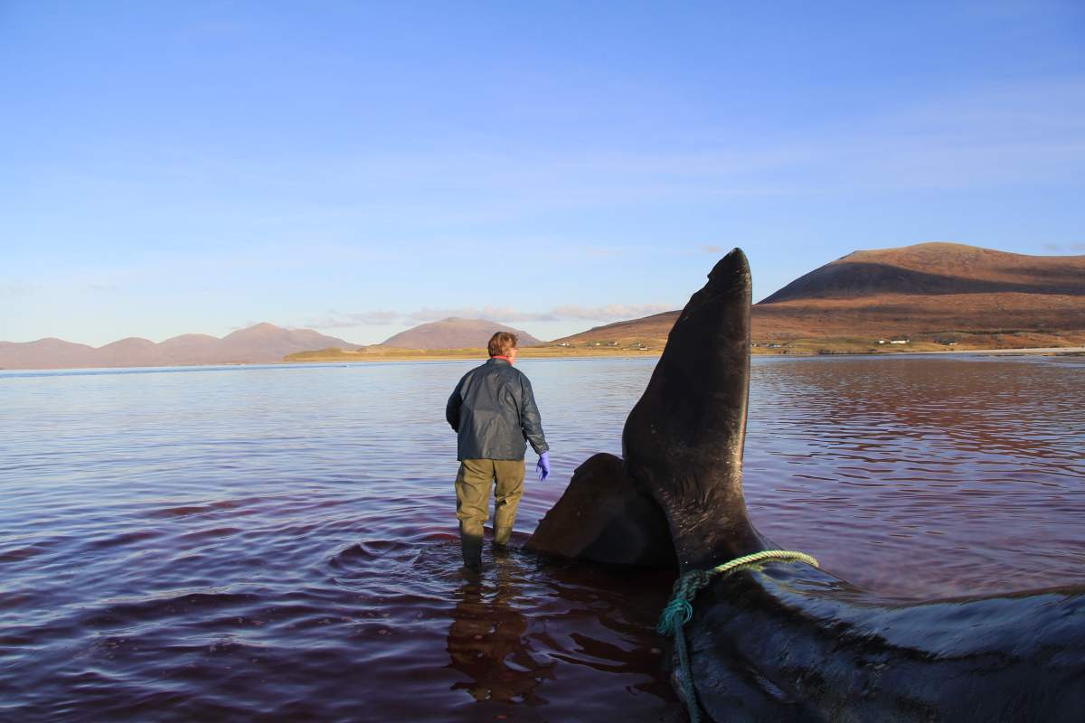 A view of the beached whale’s tail as workers examine the carcass.