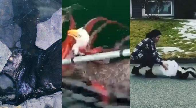 From hungry otters, to wildlife battles to skunk rescues, here are some of B.C.'s best animal stories of the year. 