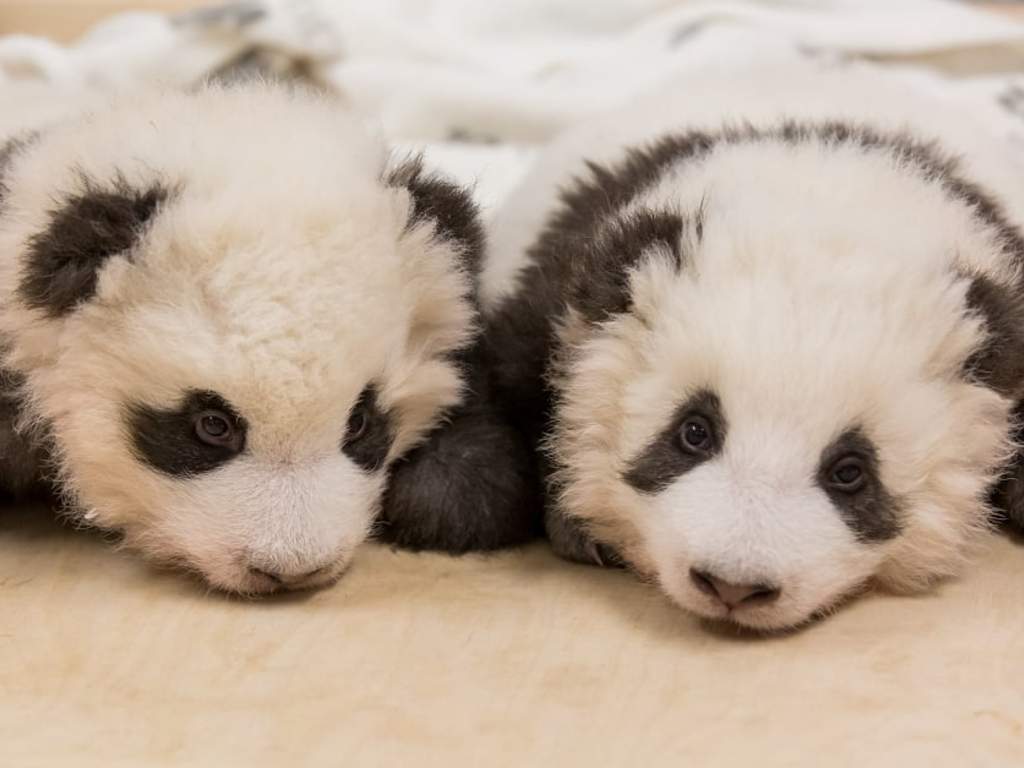 The two cubs were born on Aug. 31 to mother Meng Meng.