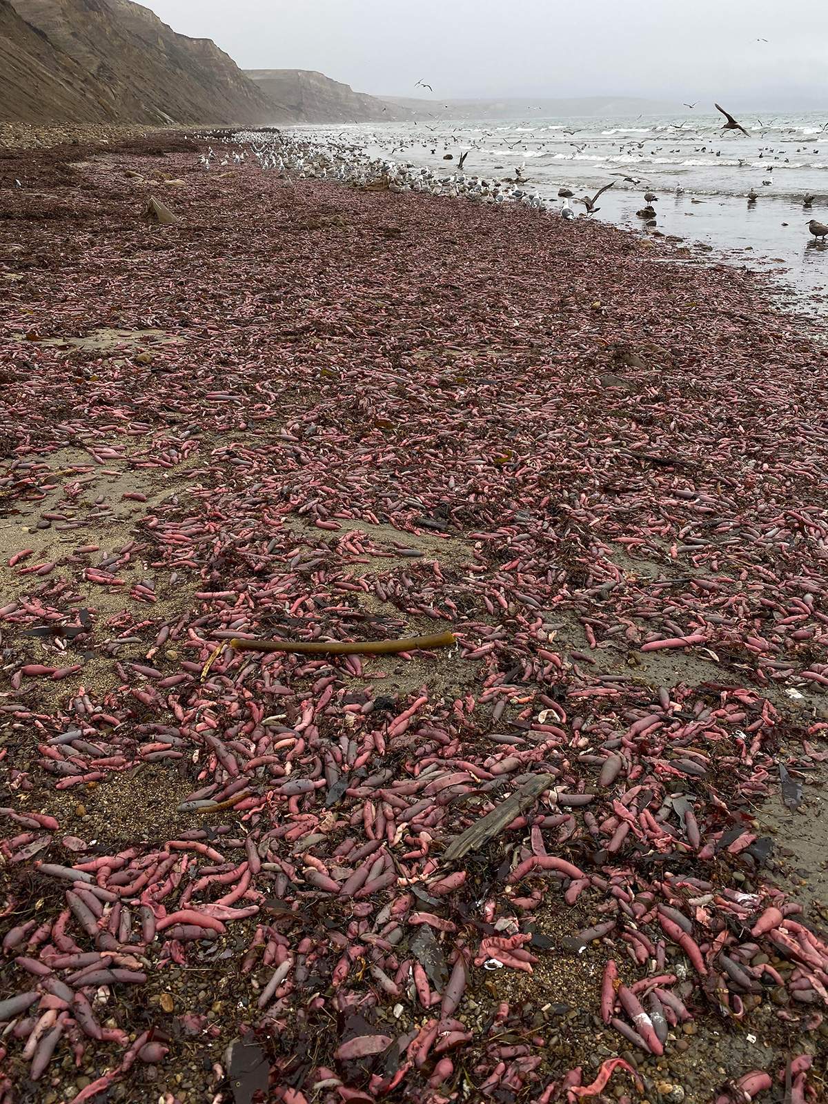 So-called ‘penis fish,’ also known as Urechis caupo, are shown on Drake’s Beach near San Francisco, Calif., in early December 2019.