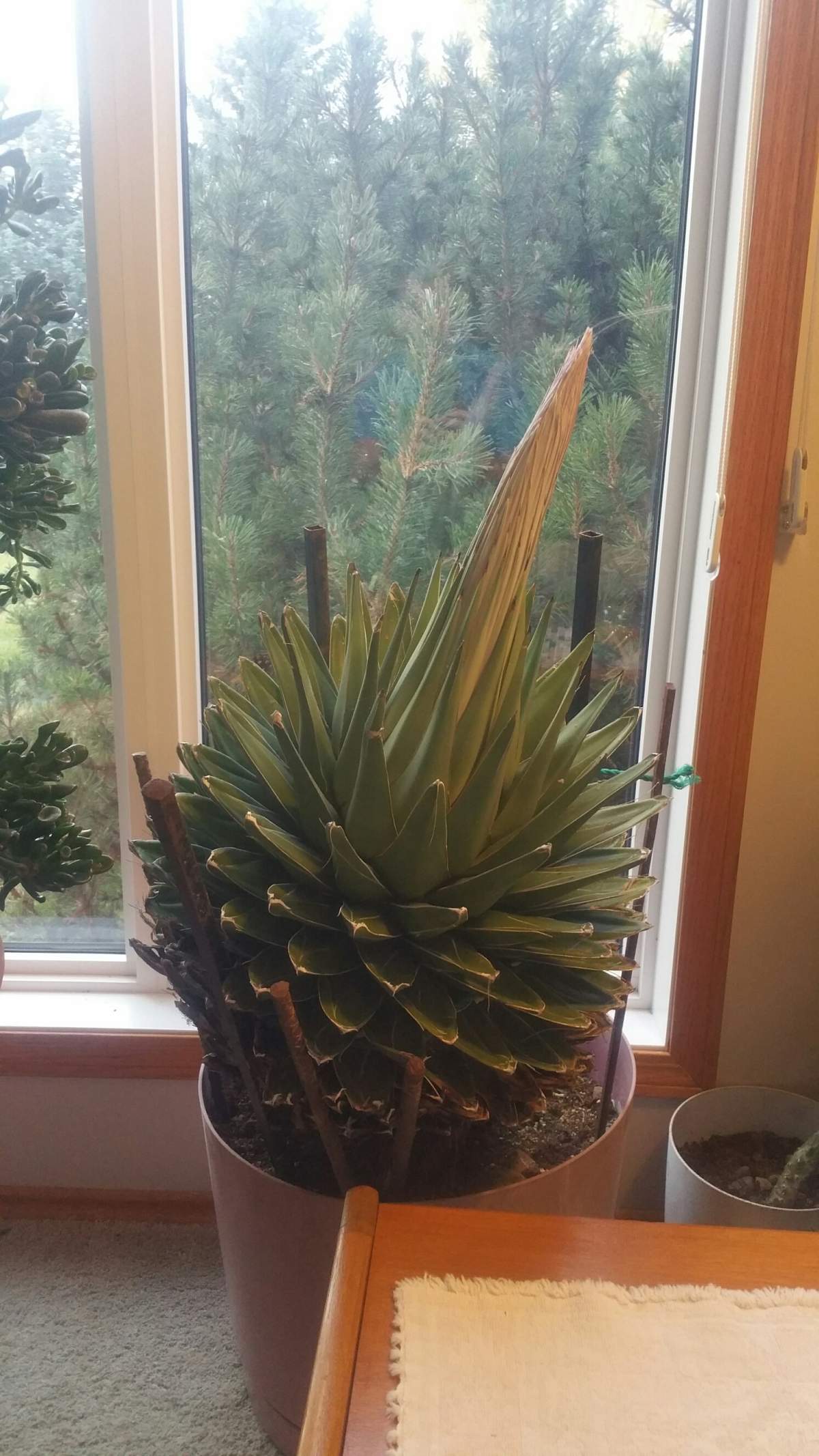 The Queen Victoria Agave plant early in bloom