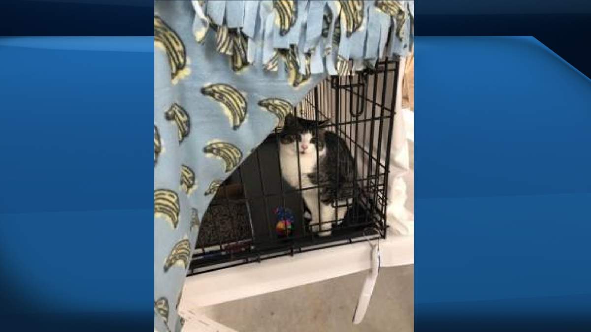 The rescue of the feral cats from the rural Newfoundland community was triggered after the provincial government proposed euthanizing some of the cats. 