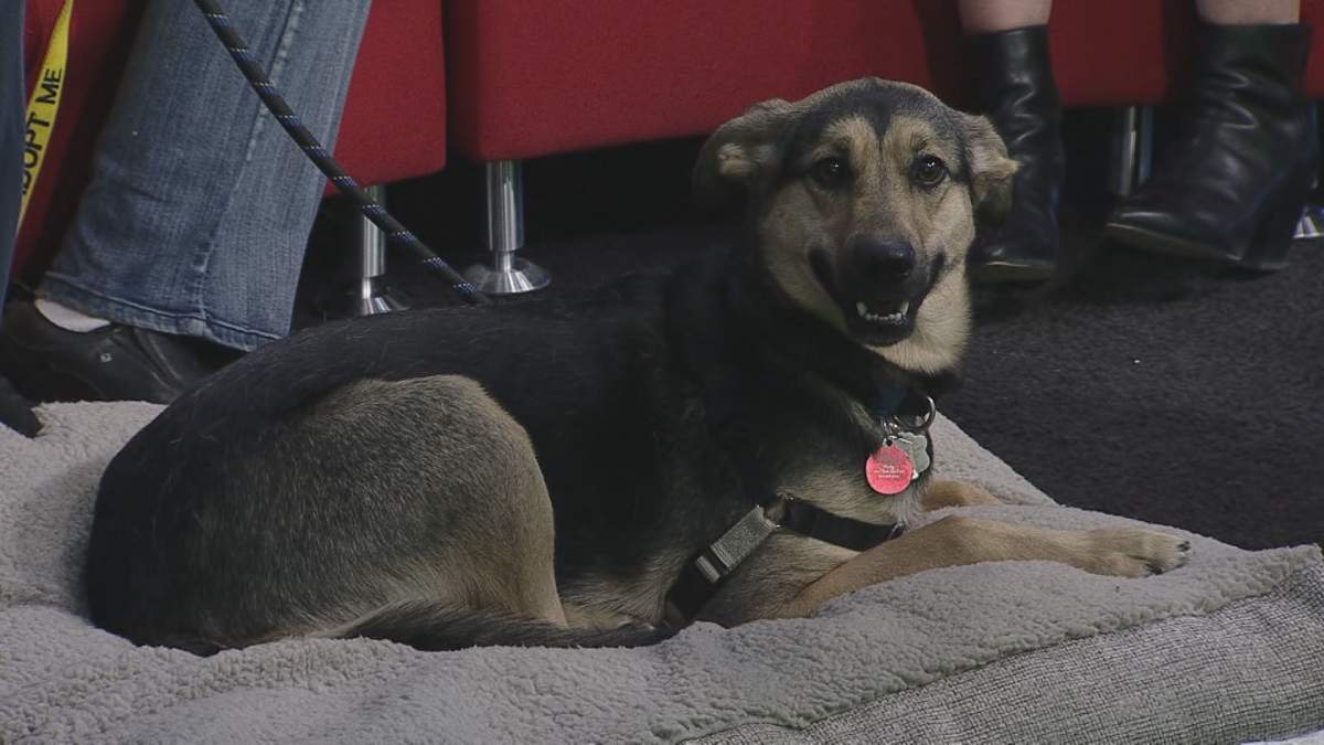 Haley joins Global News Morning for the latest edition of Adopt A Pal.