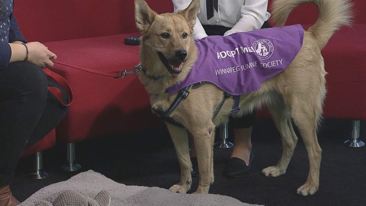 Shadow walking around the Global News Morning set for the latest edition of Adopt A Pal.