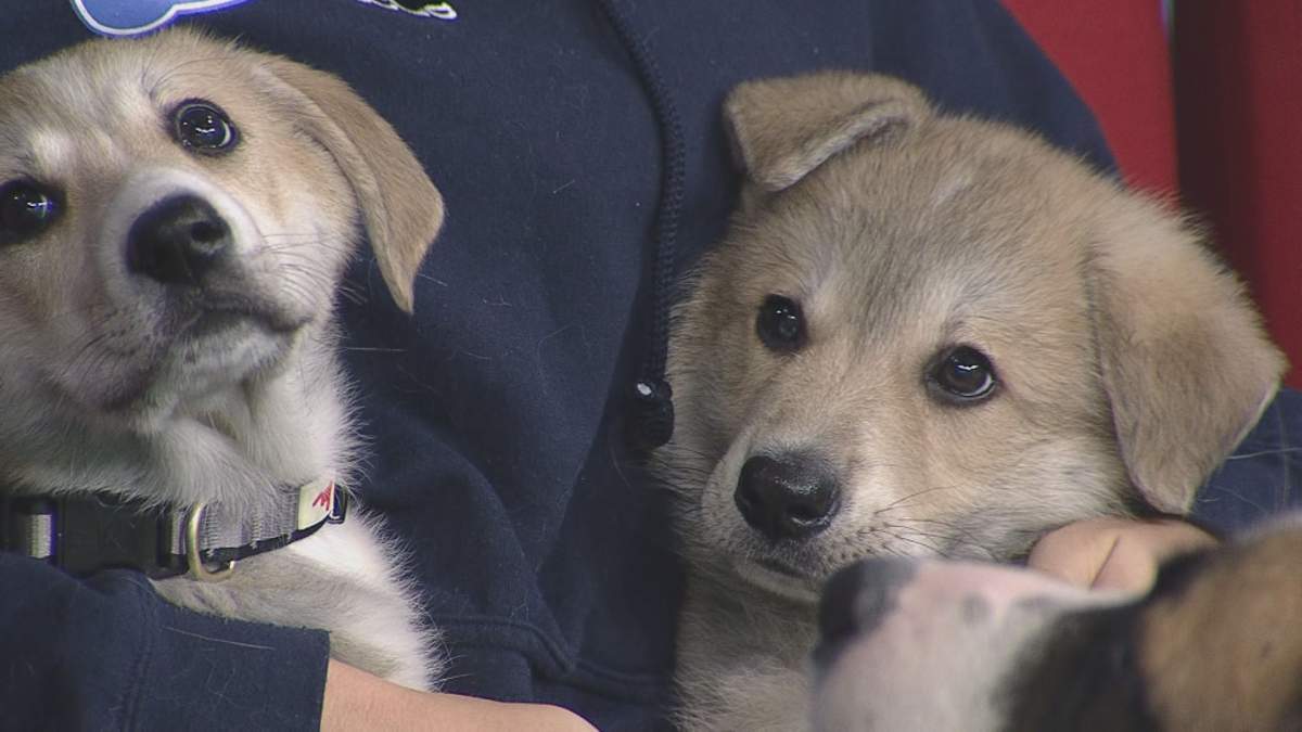Barbra (left) and Maxie (right) cuddle up on the ‘Global News Morning’ couch during Adopt a Pal.
