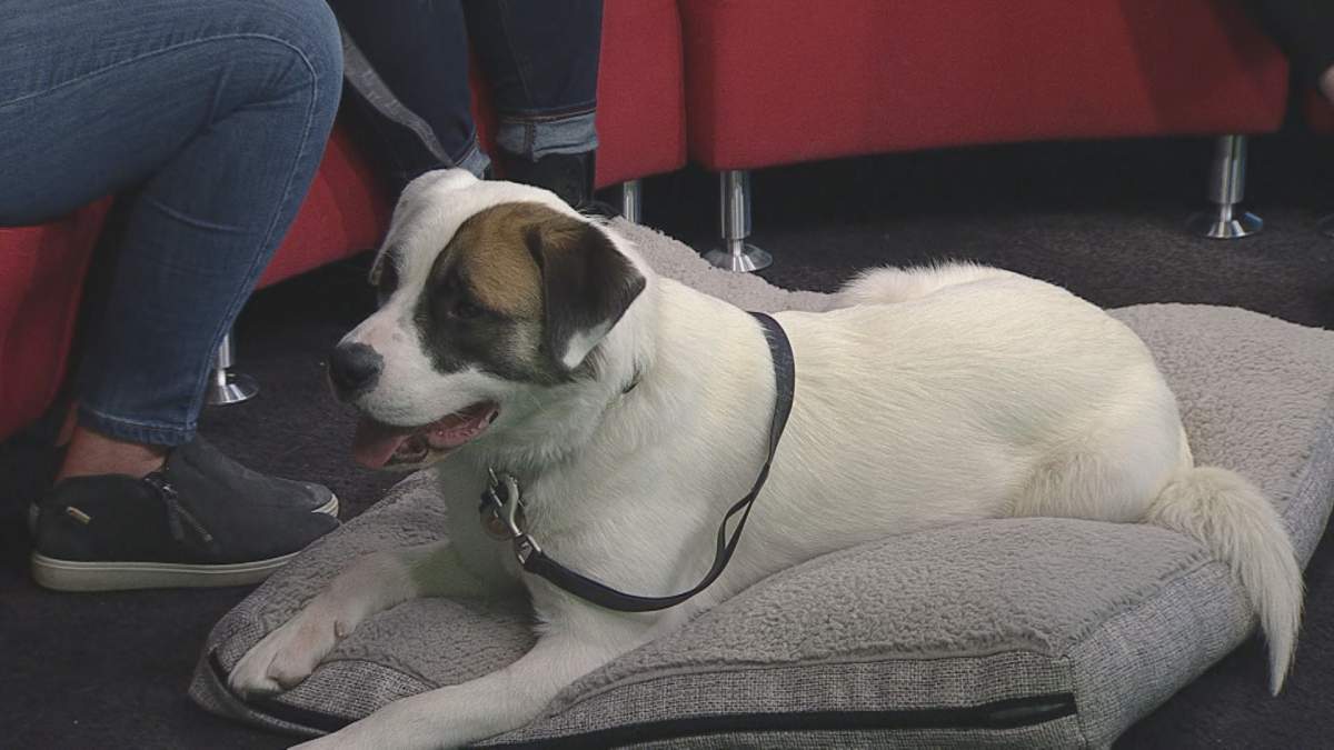 Jason Alexander joins ‘Global News Morning’ for the latest edition of Adopt a Pal.