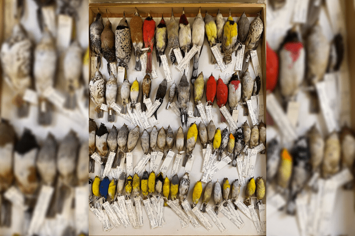 Collection of the birds at the Field Museum in Chicago