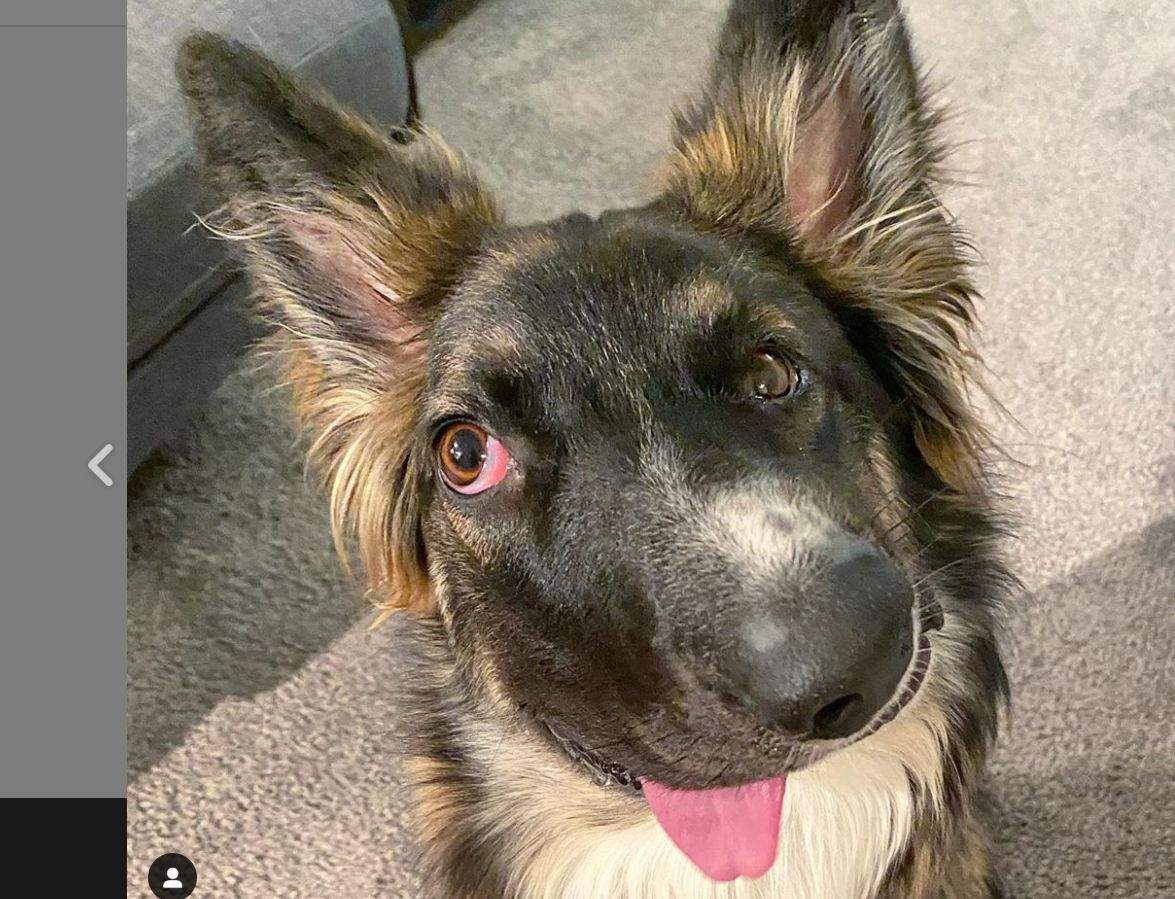 Brodie, the rescue pup, seen here in a photo taken by his adoptive mom, Amanda Richter.