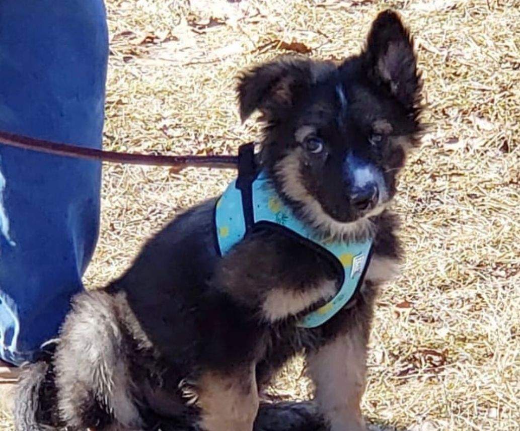 Brodie, the rescue dog, seen here when he was just a puppy.