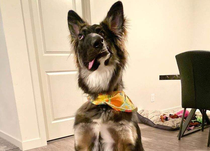 Brodie, the rescue pup, seen here in a photo taken by his adoptive mom, Amanda Richter.