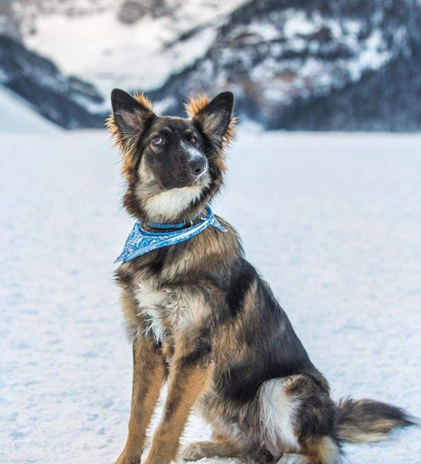 Brodie, the rescue pup, seen here in a photo taken by his adoptive mom, Amanda Richter.