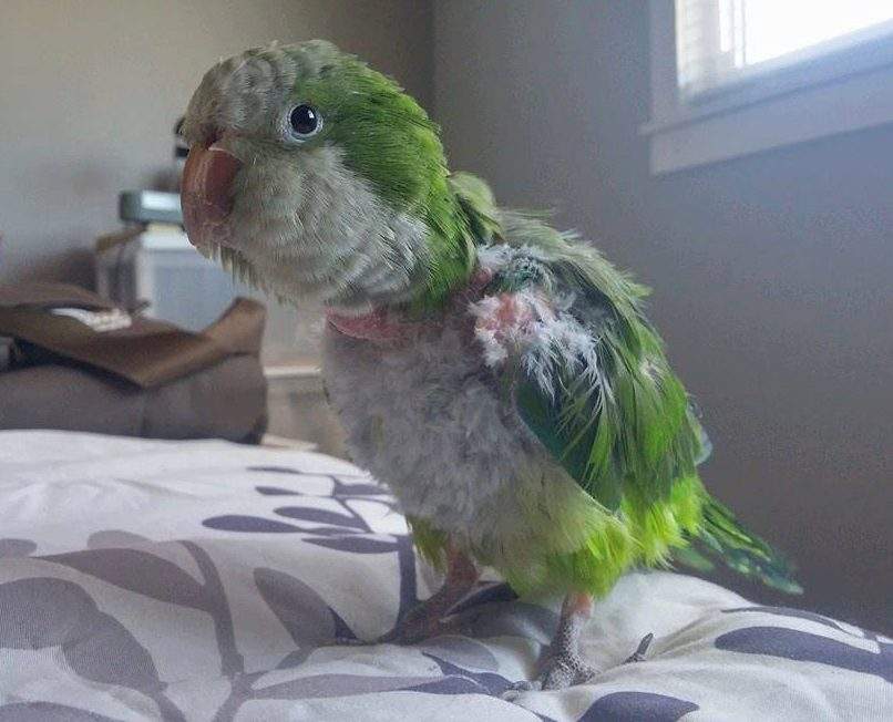 The parrot rescue community encounters many unique issues.