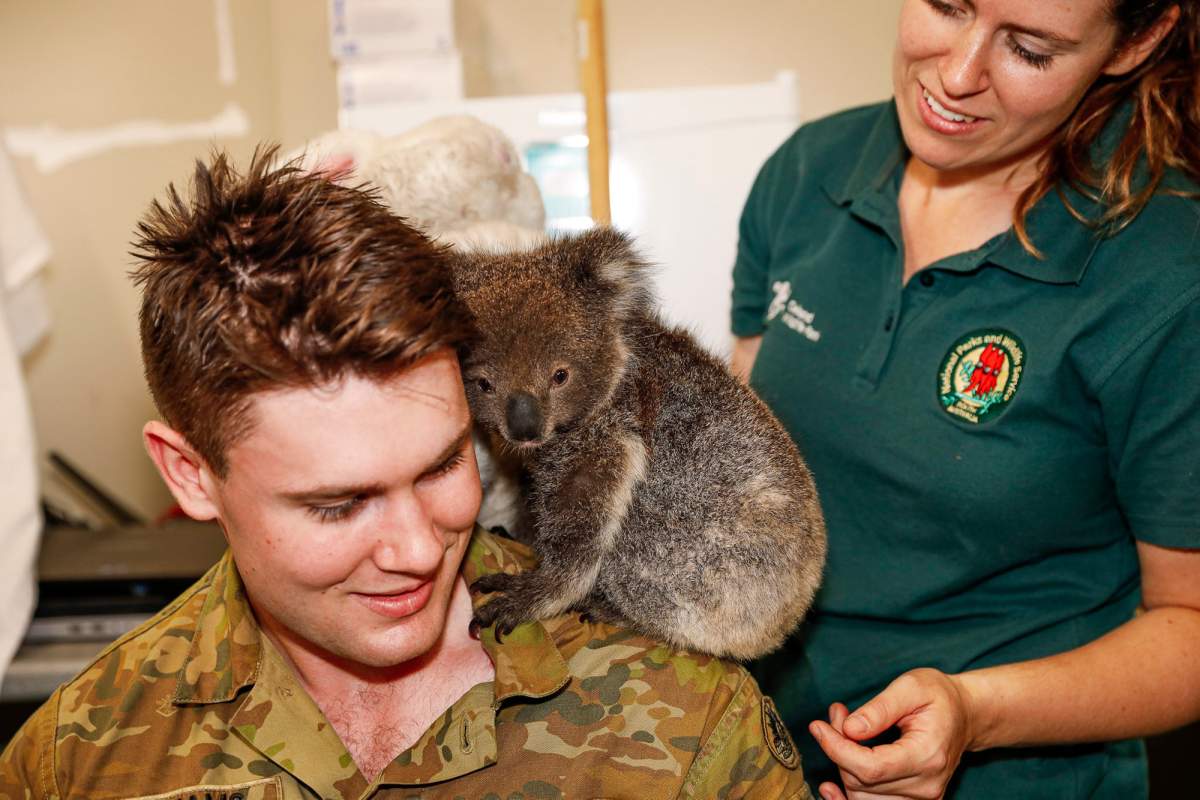 Australian Army soldier Private Robert Williams of 10/27 Royal South Australian Regiment (attached to 16 Regiment Emergency Support Force) with a Koala Joey at Cleland Wildlife Park in the Adelaide Hills, South Australia.