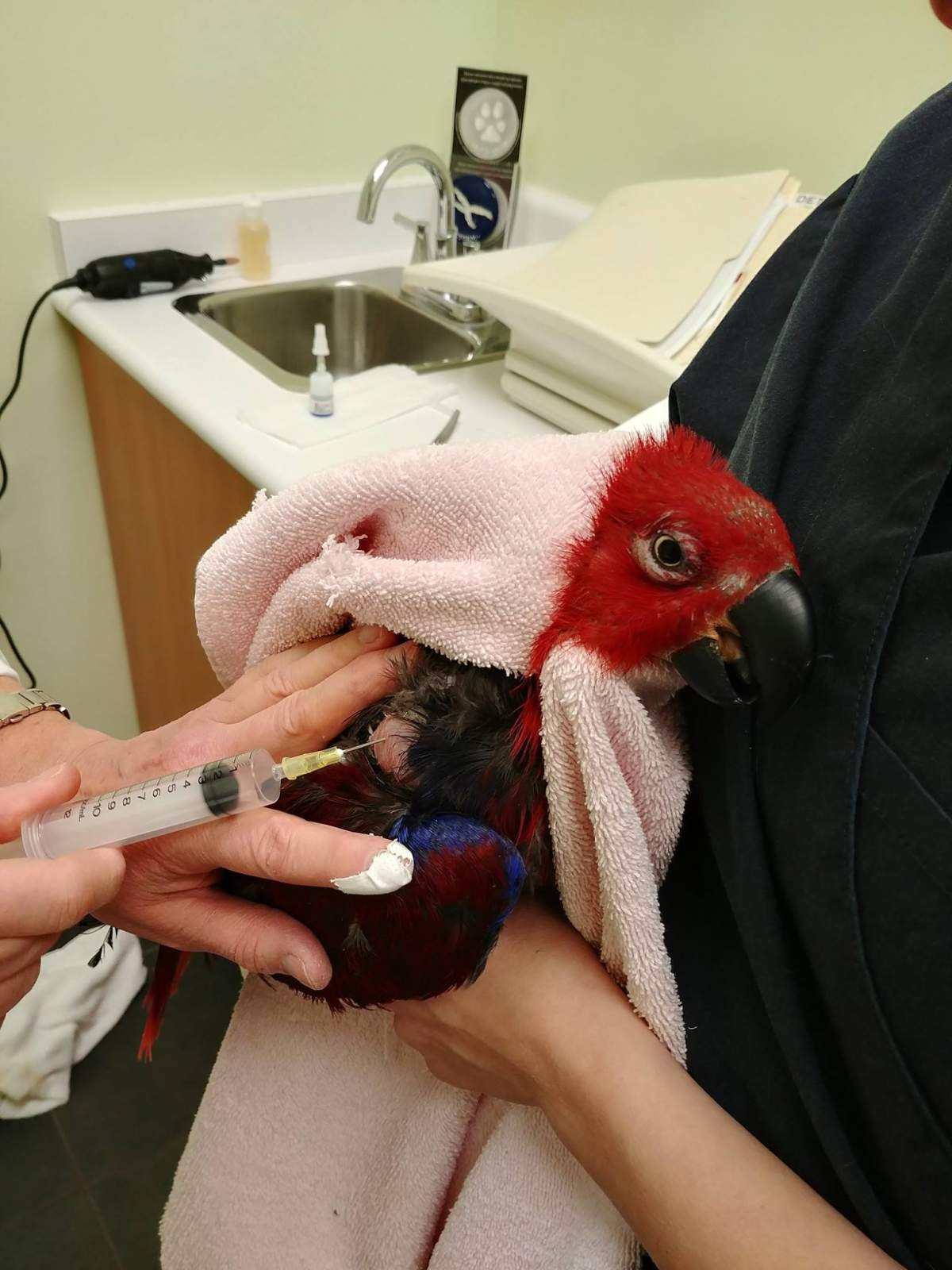 Birdline brings all its exotic birds to Calgary Avian and Exotic Pet clinic.